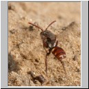 Nomada alboguttata - Wespenbiene w07 8mm.jpg